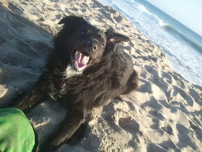 Port Hueneme Animal Hospital 5