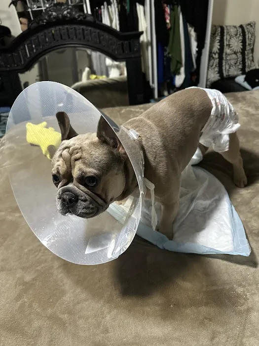 Banfield Pet Hospital 1