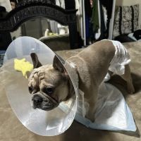 Banfield Pet Hospital ico