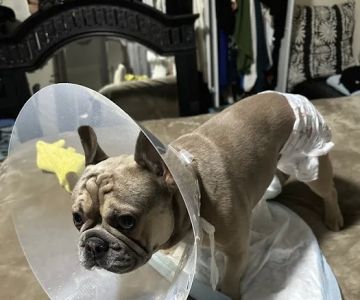 Banfield Pet Hospital