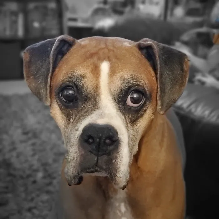 Banfield Pet Hospital 7