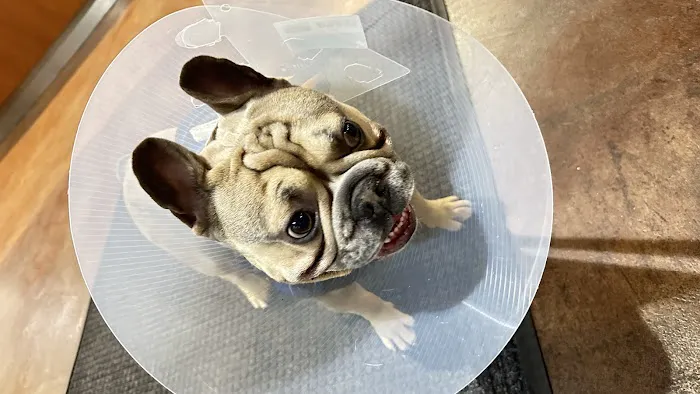 Banfield Pet Hospital 10