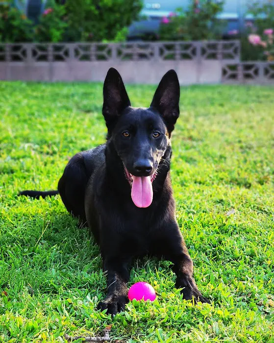 VetSurg 3