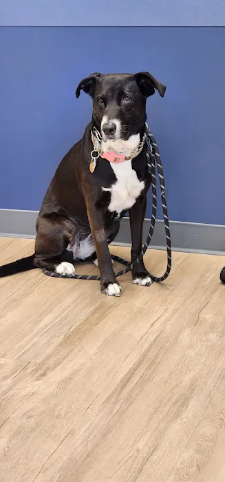 VetSurg 10