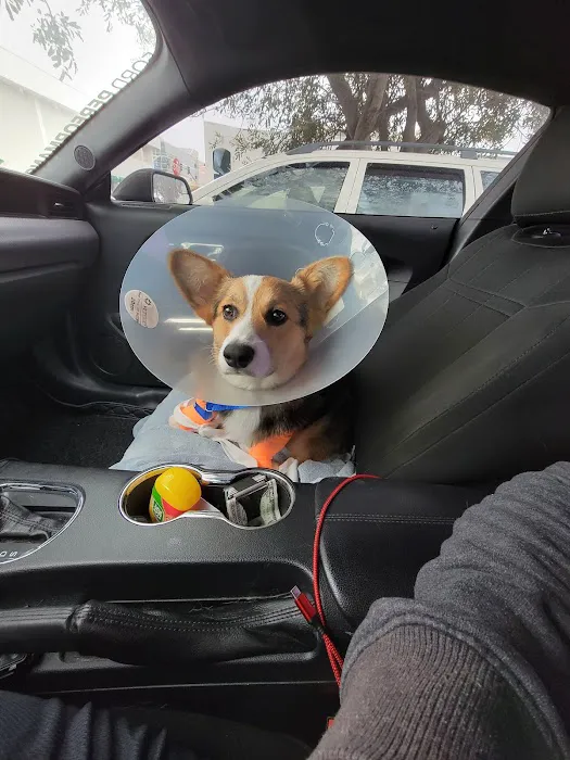 VetSurg 9