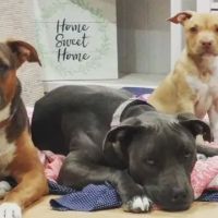 Yosemite Pet Hospital ico