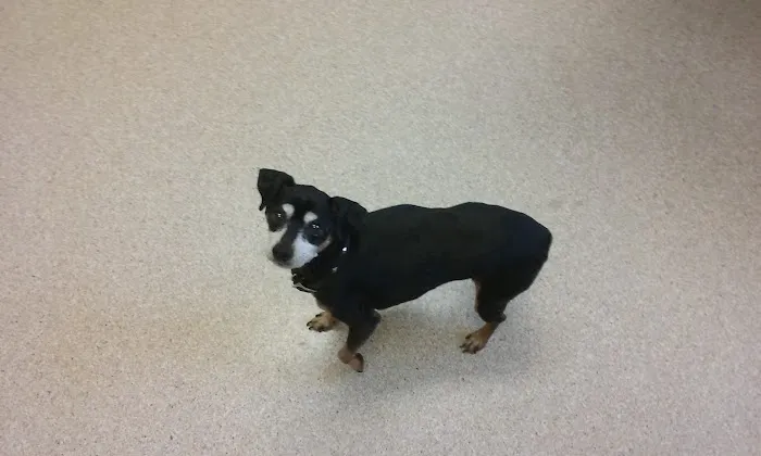 Have A Heart Animal Hospital, A Thrive Pet Healthcare Partner 9