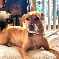 Plaistow-Kingston Animal Medical Center ico