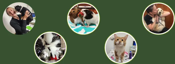 Plaistow-Kingston Animal Medical Center 2