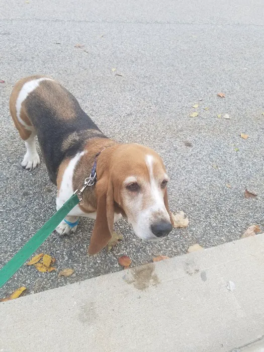 Plaistow-Kingston Animal Medical Center 2