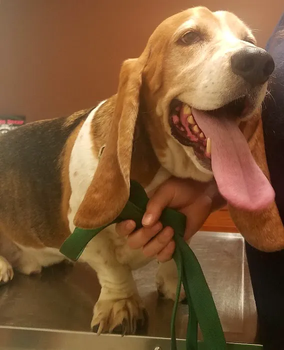 Plaistow-Kingston Animal Medical Center 1
