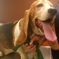 Plaistow-Kingston Animal Medical Center ico