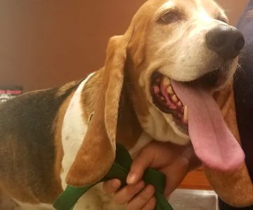 Plaistow-Kingston Animal Medical Center