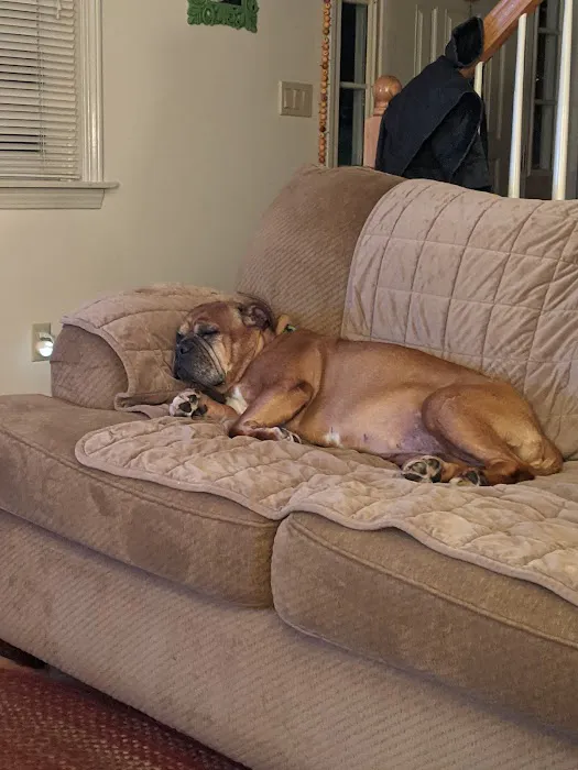 North Andover Haverhill Animal Hospital 9