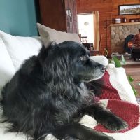 Animal Hospital of Barrington ico