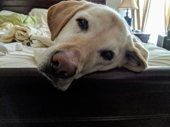 Arbor Veterinary Services, A Thrive Pet Healthcare Partner 2