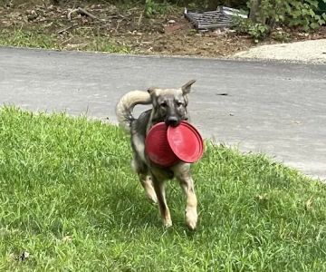 Arbor Veterinary Services, A Thrive Pet Healthcare Partner
