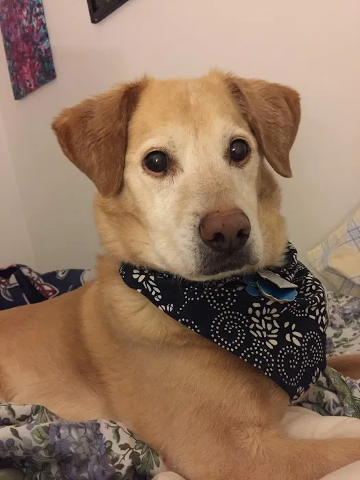 Arbor Veterinary Services, A Thrive Pet Healthcare Partner 6
