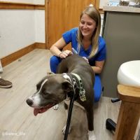 Broadview Animal Hospital: Gajewski Cathy F DVM ico