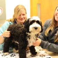Broadview Animal Hospital of Rochester ico