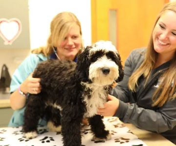 Broadview Animal Hospital of Rochester