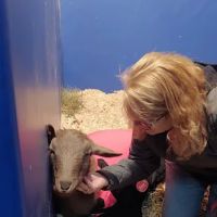 Myhre Equine Clinic ico