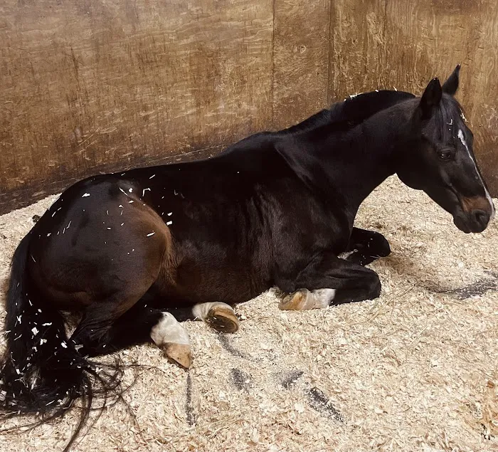 Myhre Equine Clinic 6
