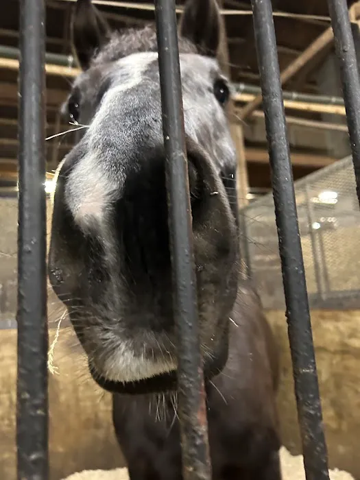 Myhre Equine Clinic 8