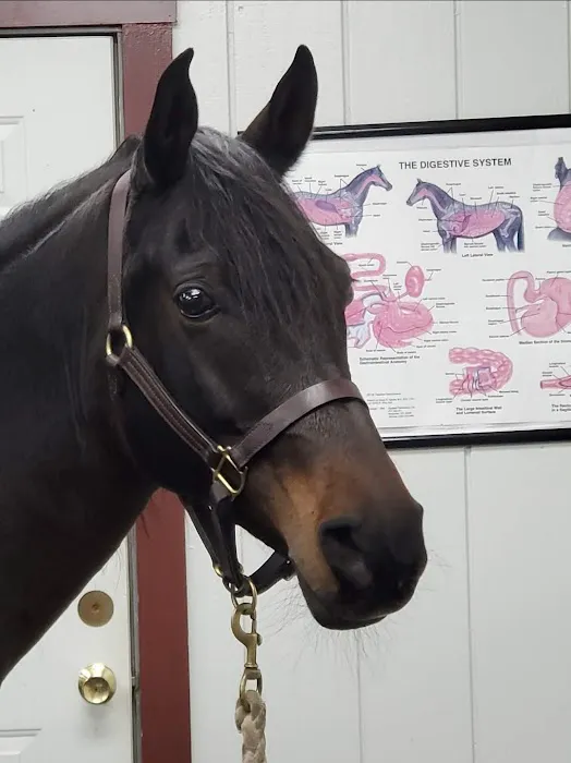 Myhre Equine Clinic 9
