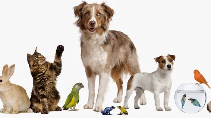 The Kindness Animal Hospital 3