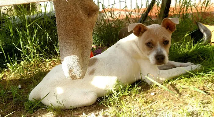 The Kindness Animal Hospital 10