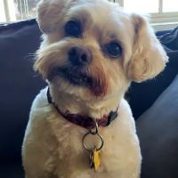 Alton Veterinary Clinic ico