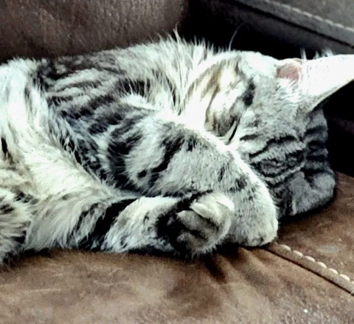 Alton Veterinary Clinic 3