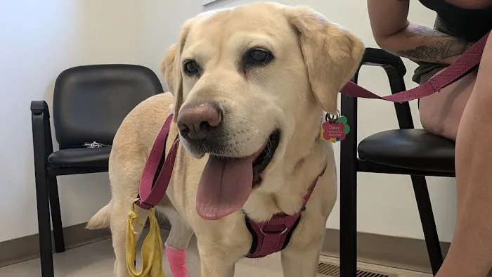 Veterinary Urgent Care of New Hampshire, PLLC 2