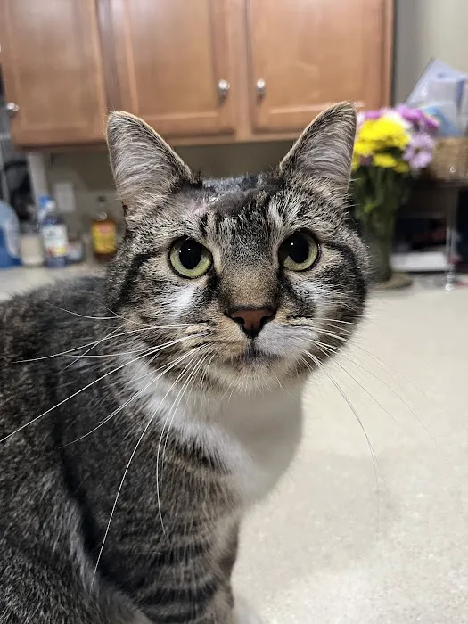 Veterinary Urgent Care of New Hampshire, PLLC 1