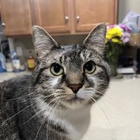 Veterinary Urgent Care of New Hampshire, PLLC ico