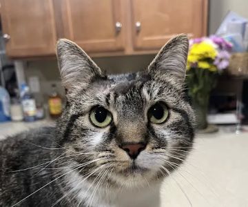 Veterinary Urgent Care of New Hampshire, PLLC
