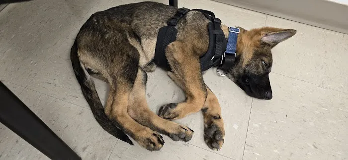 Veterinary Urgent Care of New Hampshire, PLLC 7