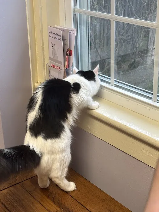 Acton Veterinary Clinic 1