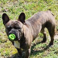 Cocheco Veterinary Hospital ico