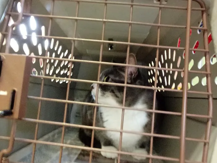 Cocheco Veterinary Hospital 4
