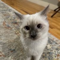 Rozzie May Animal Alliance Inc ico