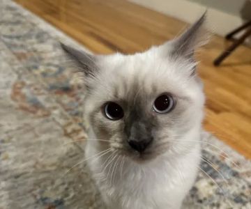 Rozzie May Animal Alliance Inc
