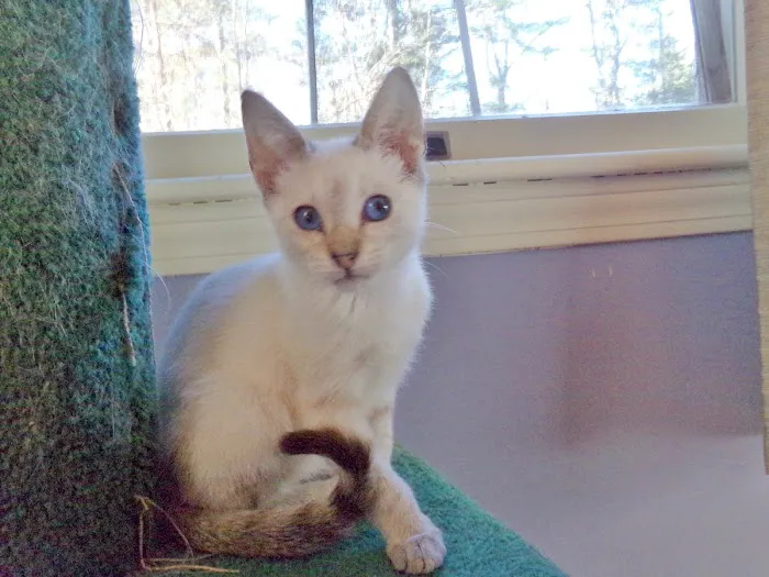 Rozzie May Animal Alliance Inc 4