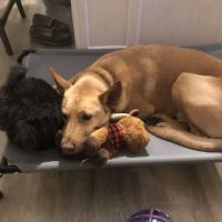 True North Veterinary Hospital ico