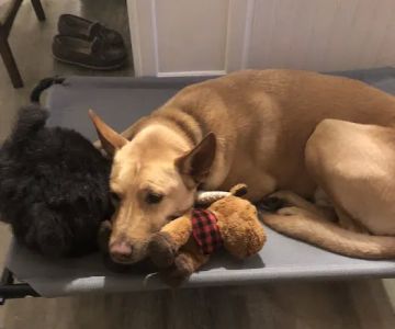 True North Veterinary Hospital