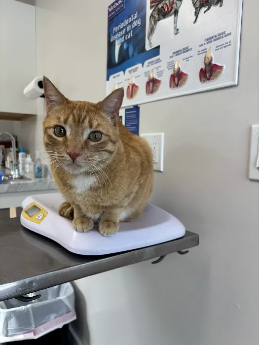 Valley Animal Hospital Conway, NH 1