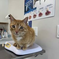 Valley Animal Hospital Conway, NH ico