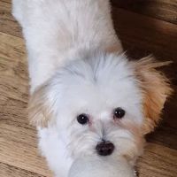 Conway Veterinary Hospital ico