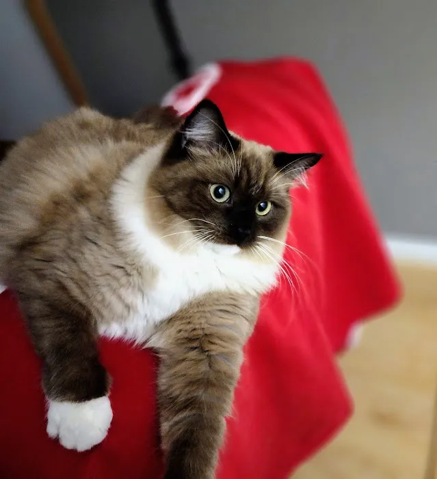 Companion Pet Care 2